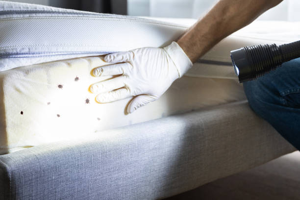 Trusted Longview, TX Pest Control Experts