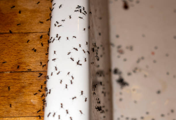 Best Termite Control Services  in Longview, TX
